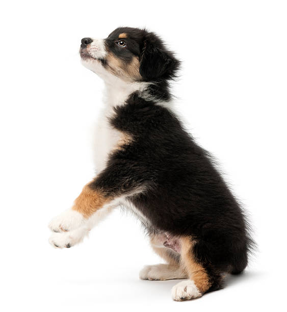 istock Australian Shepherd puppy standing on hind legs and looking up 522458842