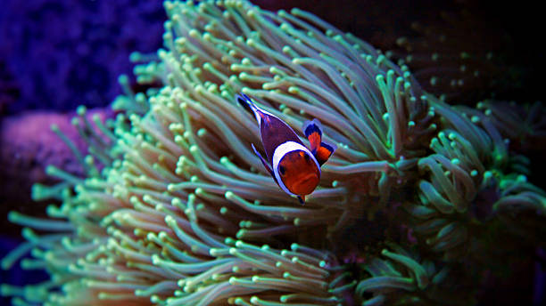 istock Clownfish in Tropical aquarium 522459740