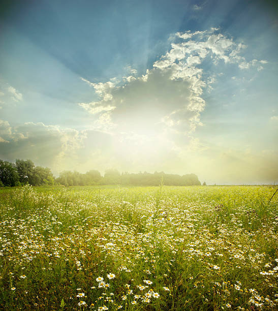 landscape Green meadow under blue sky with clouds farm photos stock pictures, royalty-free photos & images