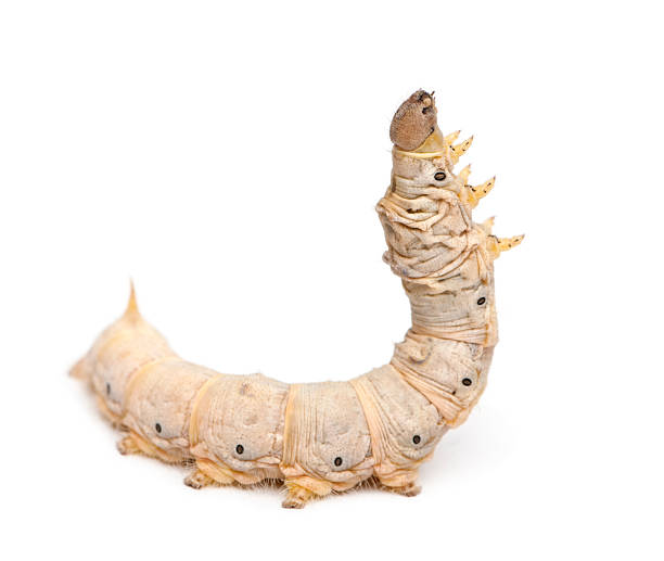 gusano de seda larvae, bombyx mori, contra fondo blanco - silkworm fotografías e imágenes de stock