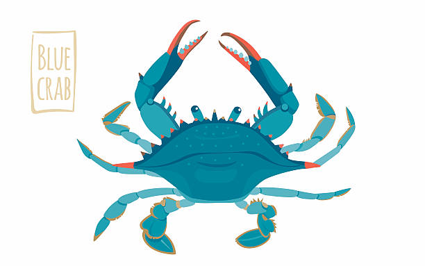 Blue crab, cartoon illustration Blue crab, vector cartoon illustration decapoda stock illustrations