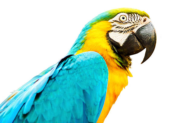 istock Blue and Gold Macaw Isolated on White Background 522461712