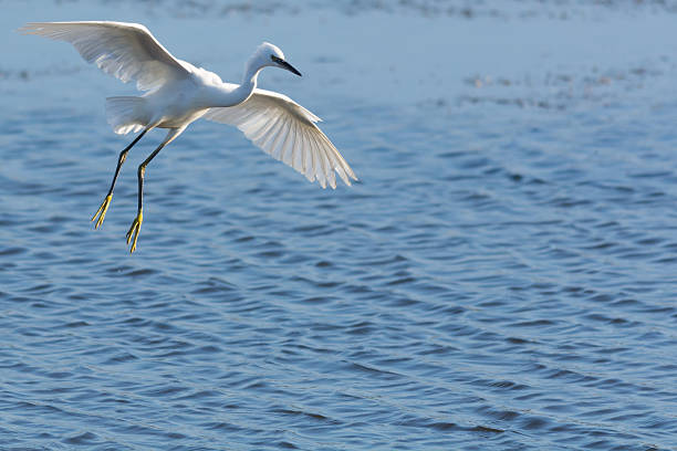 istock Little Egret flying over water 522461748