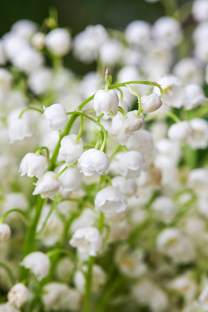 istock Blooming Lily of the valley in spring garden 522461934