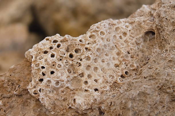 istock coral, material, mineral, rock 522462020