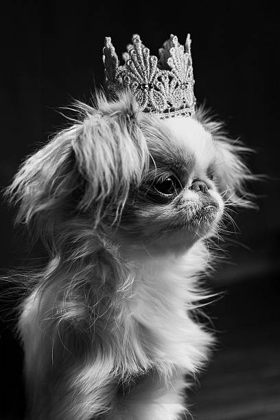 Japanese Chin with crown portrait black and white