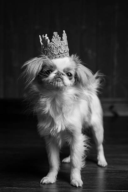 istock Japanese Chin with crown portrait black and white 522462334