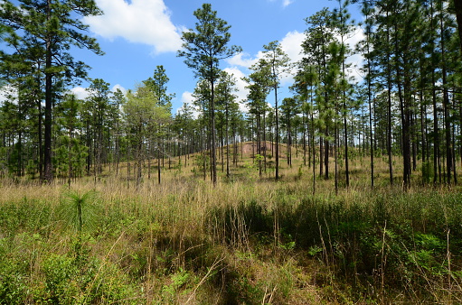 Northwest Florida's varied topography, with natural, healthy longleaf pine forest that's properly managed through prescribed fire and exotic plant control. Taken on Blackwater River State Forest, near the Alabama state line.