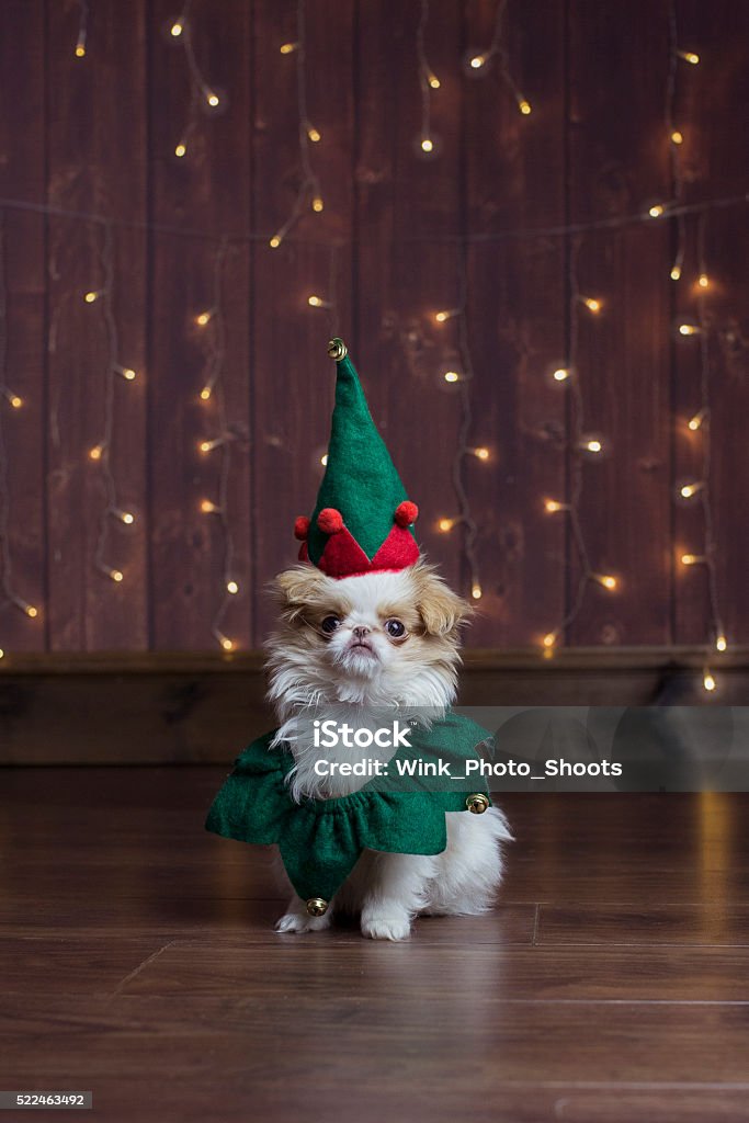 Japanese Chin in Christmas elf outfit Cute festive Japanese Chin in Christmas elf outfit Christmas Stock Photo