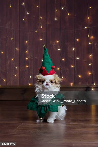 Japanese Chin In Christmas Elf Outfit Stock Photo - Download Image Now - Christmas, Dog, Elf