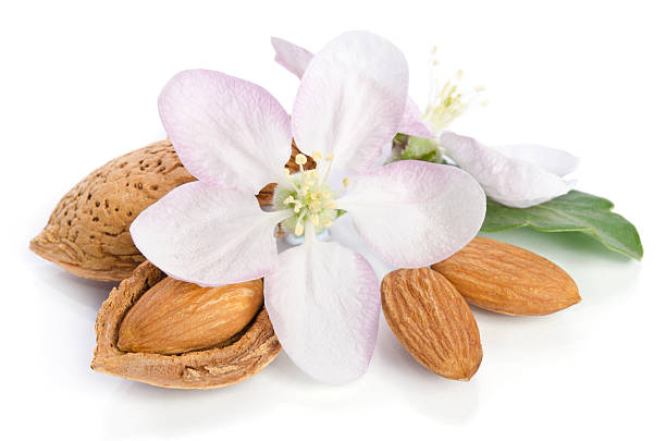 Almonds with leaves and flower on the white background stock photo