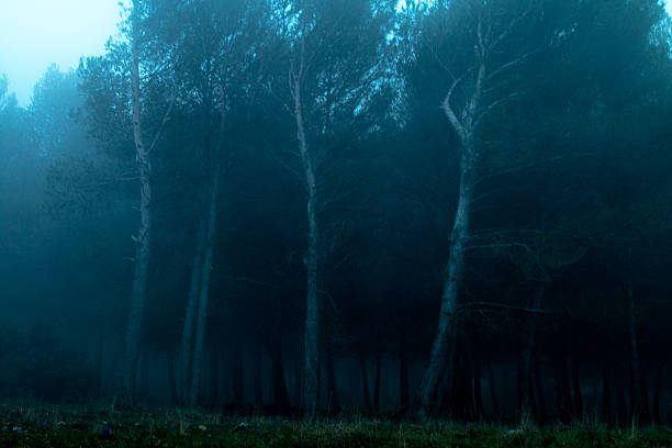 istock Santa Ana woods. Andalusia. 522465078