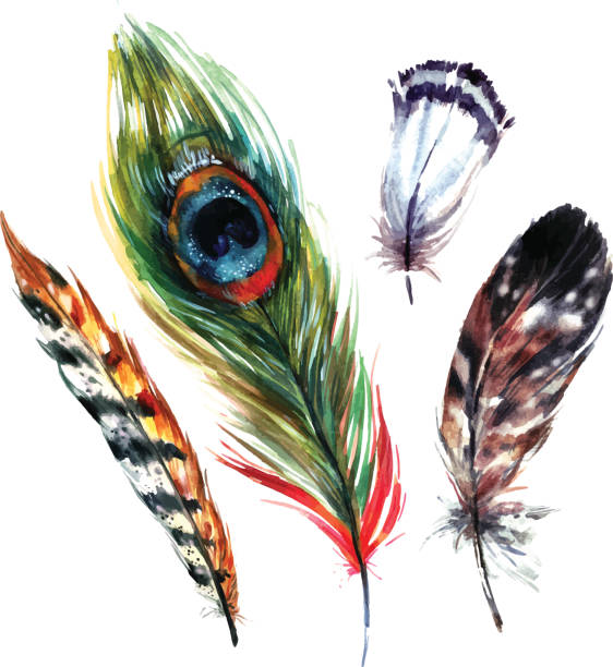акварельные набор перьев - pattern peacock multi colored decoration stock illustrations
