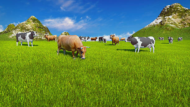 istock Dairy cows on alpine pasture Close up 522465260