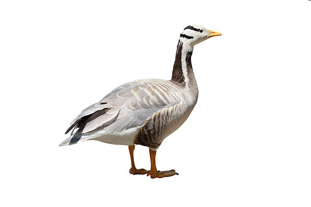 Barhead Goose Barhead Gooseon on thr white background bar headed goose anser indicus stock pictures, royalty-free photos & images