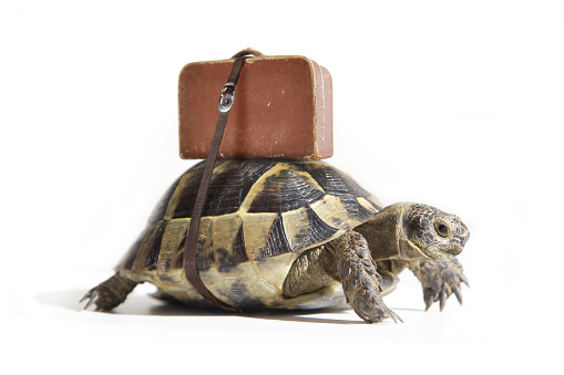 Turtle with suitcase on a back. Selective Focus.