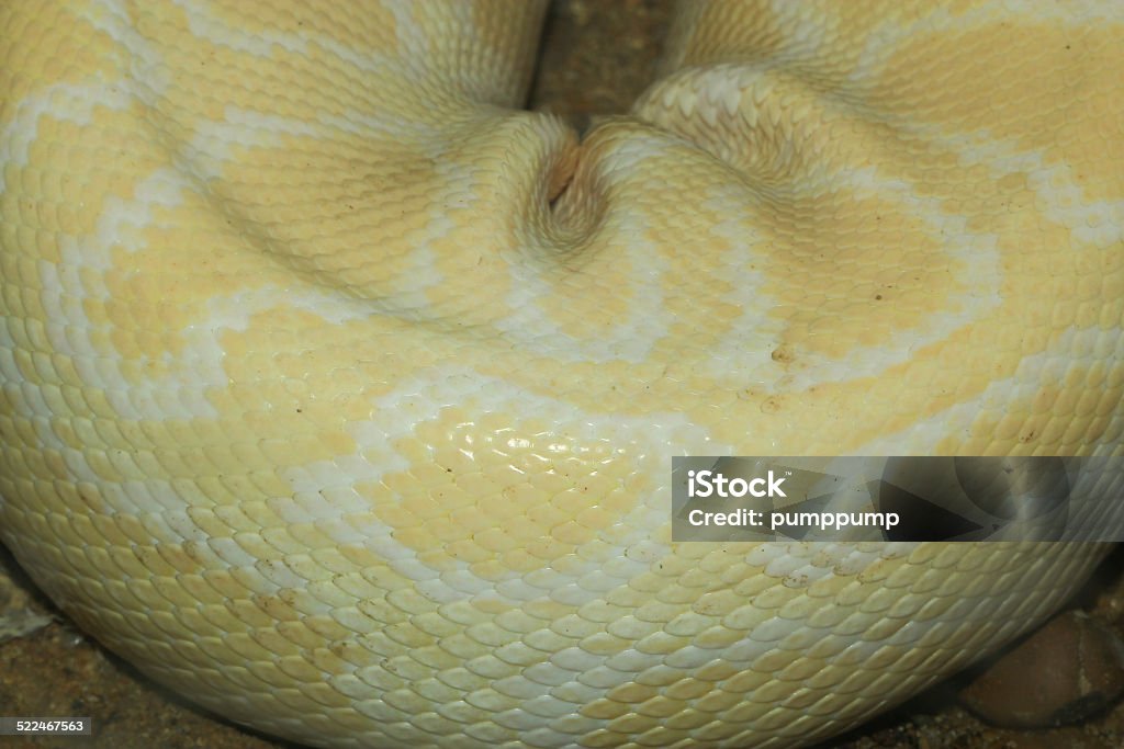 Gold Python Animal Closeup Gold Pythonreticulated Python Stock Photo - Download Image Now ...