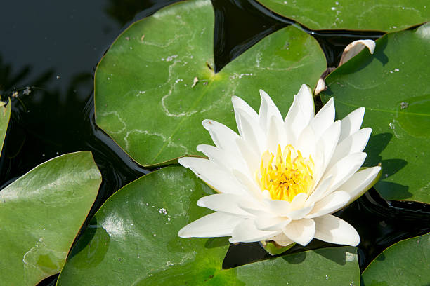istock Thai lotus in pond 522468423