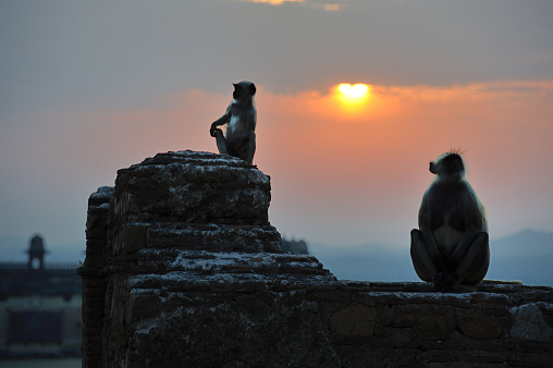 monkeys in India. they climbed onto the top of the building in the dawn.