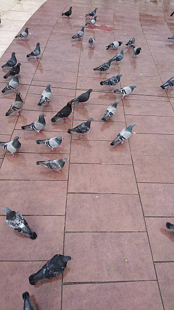 istock Pigeons on the scuare. 522468906