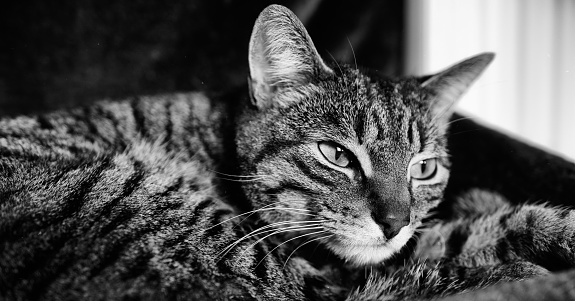 My resting Cat in black and white from close. Blessed with this wonderful pet.