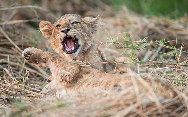 istock Lion cub resting on the grass. 522469482