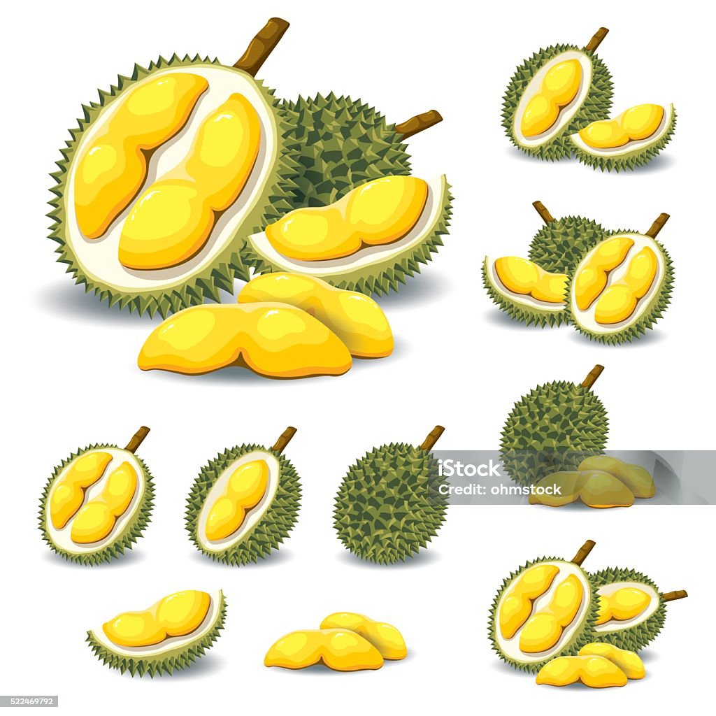 Duruine Vector Durian Vector Stock Illustration - Download Image Now - Durian, Vector ...