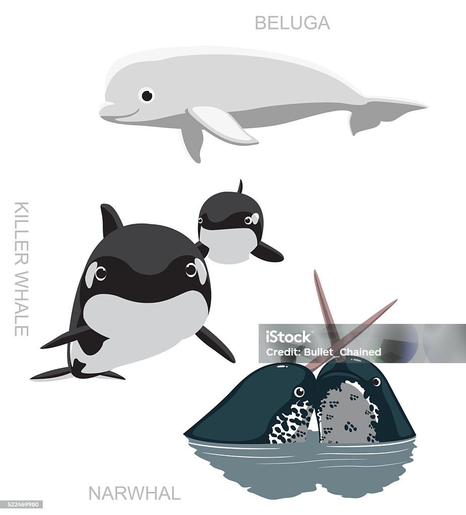 Orca Beluga Narwhal Phim Hoạt Hình Vector Minh Họa Hình minh họa ...