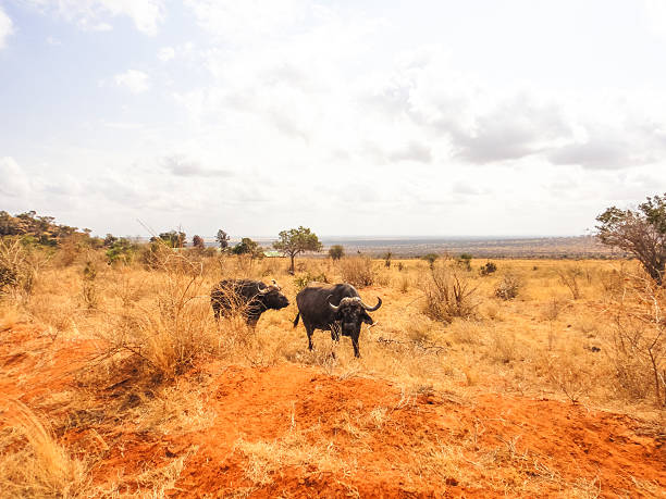 istock Buffalo of savanna 522470166