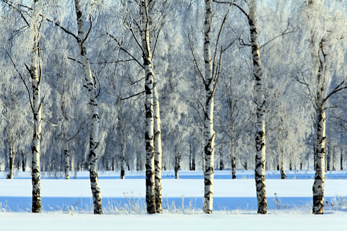 cold winter forest landscape snow