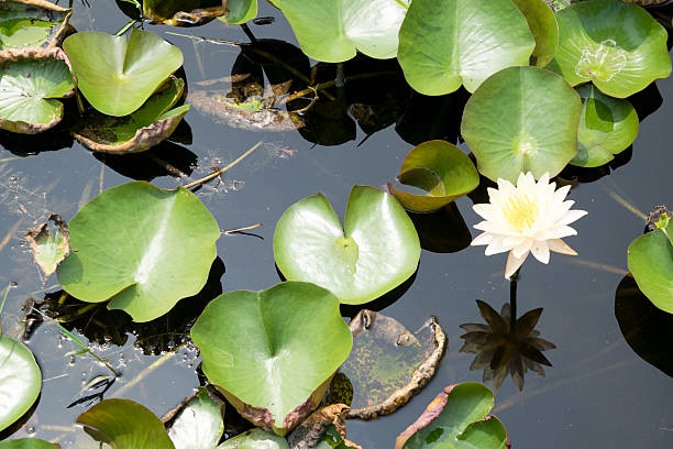 istock Thai lotus in pond 522470243