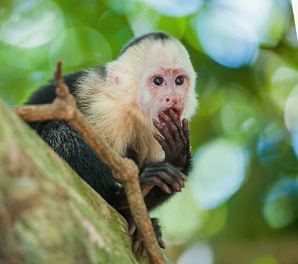 The Capuchin on a tree. The Capuchin on a tree. The Capuchin costs on a branch of a tree . The white-headed capuchin (Cebus capucinus), also known as the white-faced capuchin or white-throated capuchin. Central America. Costa Rica capuchin monkey stock pictures, royalty-free photos & images