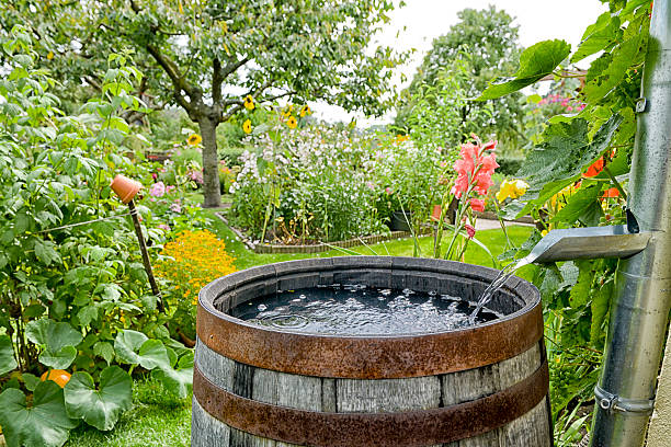istock Rain barrel in the garden 522471372