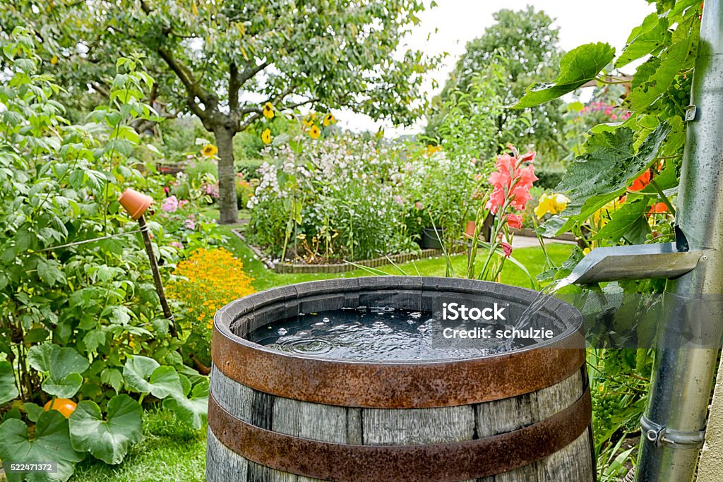 Rain barrel in the garden Rain Stock Photo