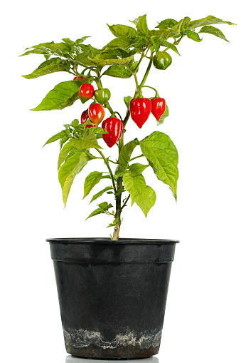Bhut Jolokia chili pepper or the Naga Morich of Bangladesh . The hottest pepper in the World. Isolated on white.