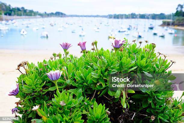 St Briac Harbour Through Flower Stock Photo - Download Image Now - Commercial Dock, Flower, France