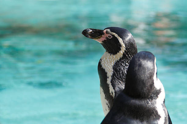istock Penguin in London Zoo. 522472447