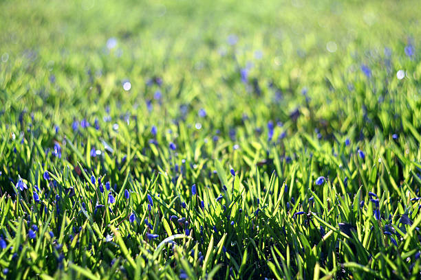 istock blue flowers on green summer grass 522473051