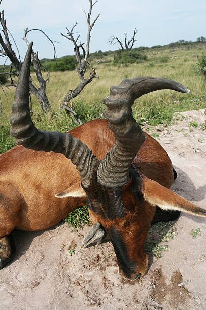 Trophy African antelope kongoni (red Hartebeest,  bubal) after hunting in South Africa, Трофей африканской антилопы конгони (ред хартебист, бубал) после охоты в Южной Африки,