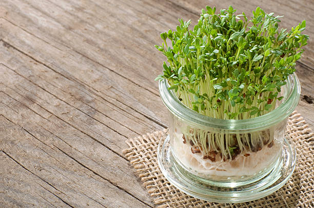 jardín mastuerzo en madera vieja con espacio de copia - cress fotografías e imágenes de stock