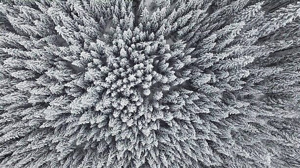 냉동상태의 파인에서 임산 공기 - aerial view landscape scenics snow 뉴스 사진 이미지