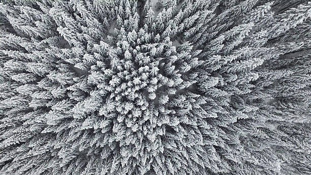 Frozen Pine Forest From the Air stock photo