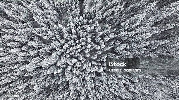 Frozen Pine Forest From The Air Stock Photo - Download Image Now - Aerial View, Snow, Forest