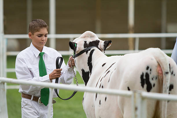 istock Showing at the County Fair 522474396