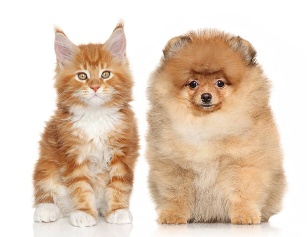 istock Puppy and kitten on white background 522474617