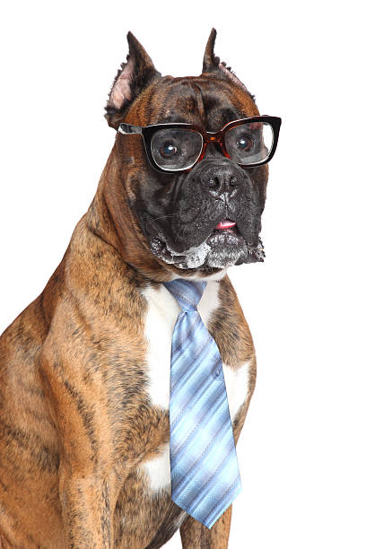 istock Boxer dog tie and glasses 522474739