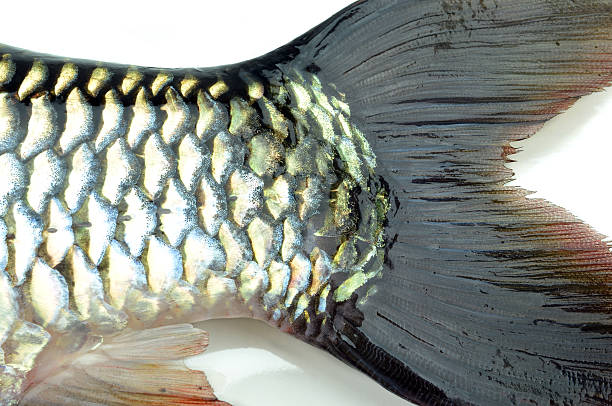 Fish scales background