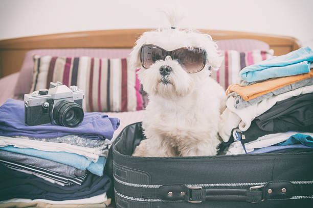 istock Dog sitting in the suitcase 522476342