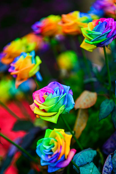 istock Rose flowers in many colors. 522476396
