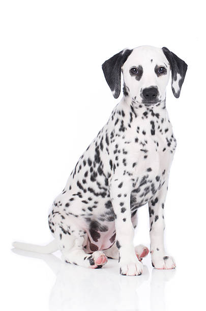 istock Cute dalmatian puppy sitting on white background 522477248